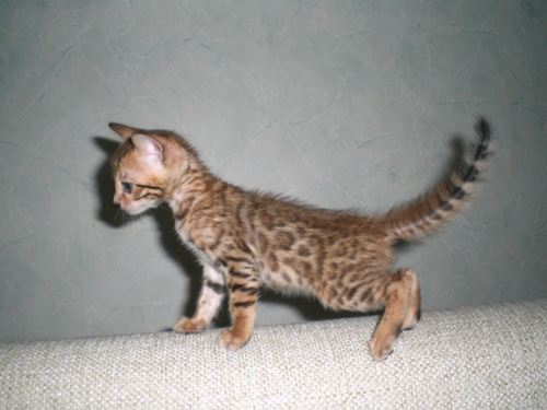 Junge Bengal Katze - 4 Wochen alt