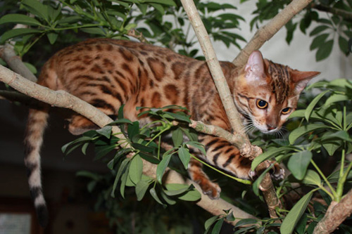 Junge Bengal Katze - 6 Monate alt
