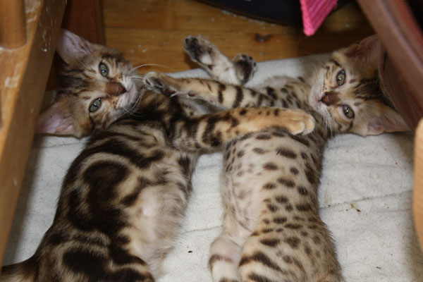 Bengalkatzen Aladin und Midnight - Bengal Katzen Zucht.com