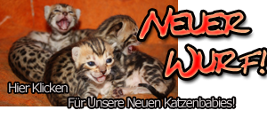 Bengal Katzenzucht