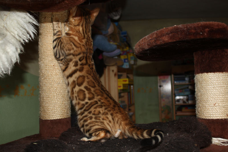 Bengal Kater Bengaldreamcats Shirkan
