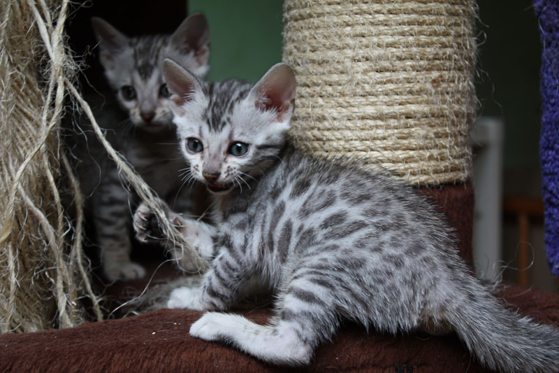 Bengalkatze Bengaldreamcats Dacia