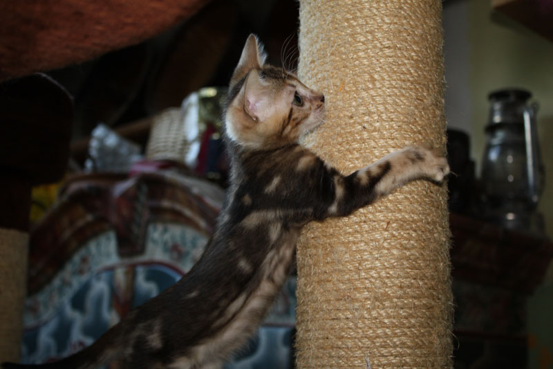 Bengalkatze Bengaldreamcats Everytime it�s Midnight
