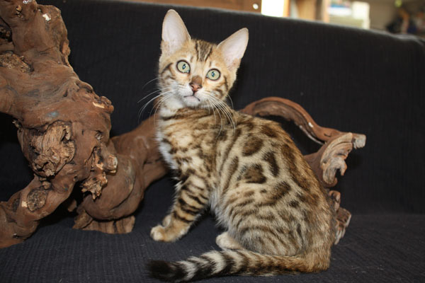 Bengal Jaguar Kater Karlo