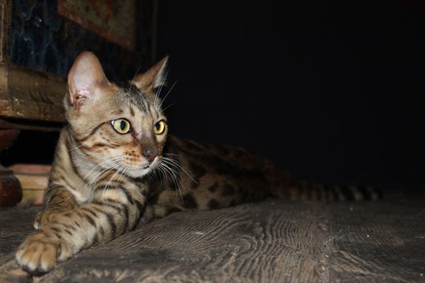 Bengal Kater Terminator