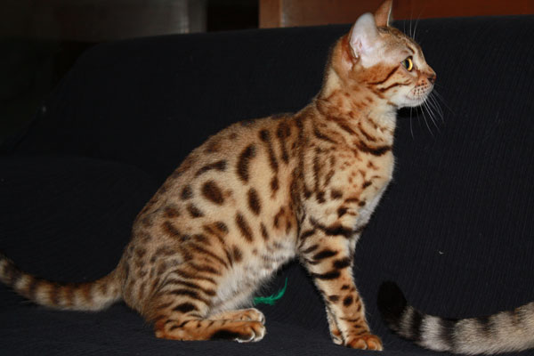 Bengalkatze Angi Leopardgirl Foto Gallerie
