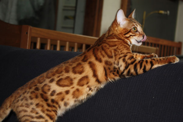 Bengalkatze Cadillac Pussy Foto Gallerie