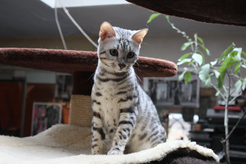 Bengalkatze Bengaldreamcats Diamond